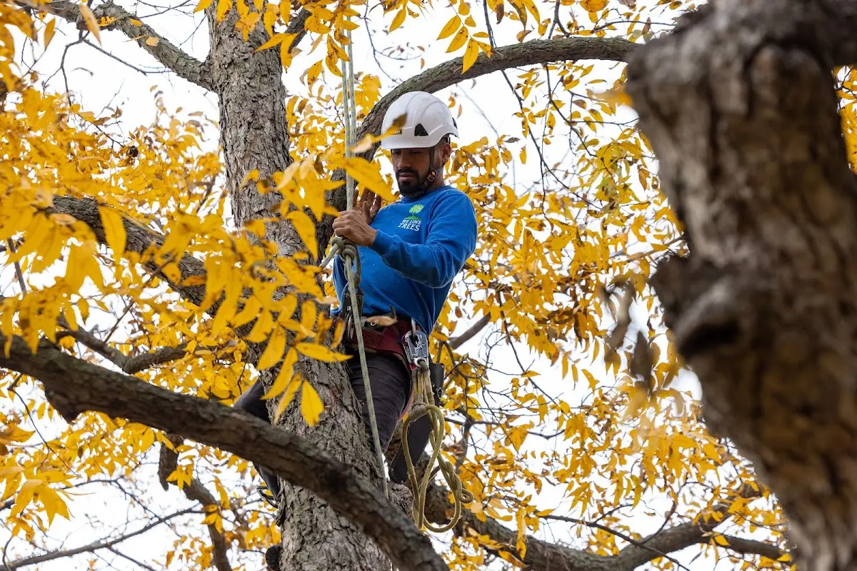 Skilled Storm Damage Cleanup crew working in Crawford